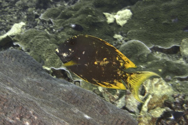 Dark-coloured fish with yellow details, Long-striped bristletooth dragonet (Ctenochaetus striatus),