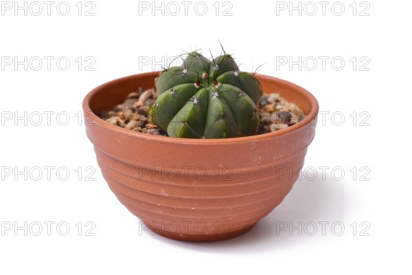 Side view of 'Parodia Ottonis syn. Notocactus Acutus' cactus plant in flower pot on white