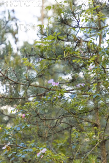 Rosa canina (Rosa corymbifera) in front of european black pine (Pinus nigra) in a forest,