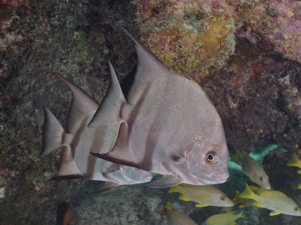 Atlantic spadefish (Chaetodipterus faber) swim near corals and rocks. Dive site John Pennekamp