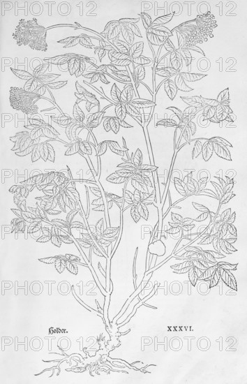 Ammi majus (Ammi majus), woodcut by Leonhart Fuchs, from New Kreüterbuch, neues Kräuterbuch,