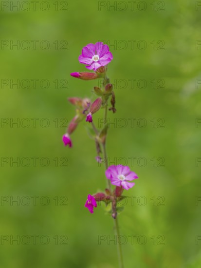 Close-up, Red campion (Silene dioica), Deister, Calenberger Bergland, Schaumburg, Hameln-Pyrmont,