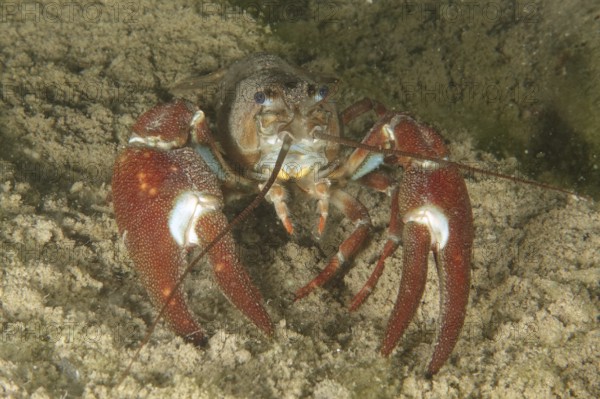A crayfish with red claws, signal crayfish (Pacifastacus leniusculus), American crayfish, invasive