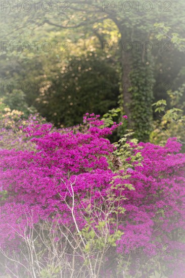 Rhododendron occidentale (Rhododendron occidentale) in pink, large shrub and many flowers, in the