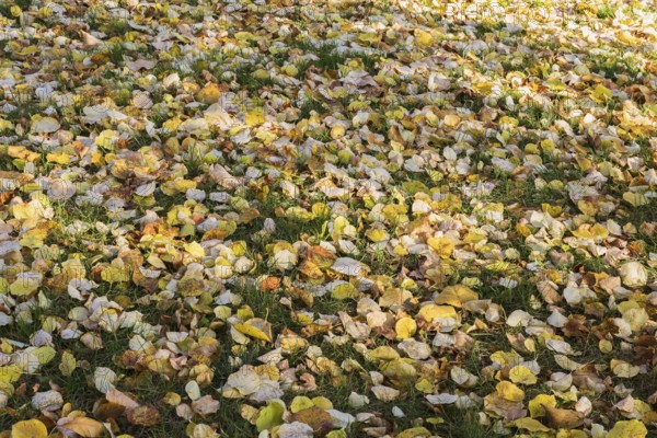 Fallen leaves from Syringa reticulata 'Falconskeape' - Japanese Tree LIlac on green grass lawn in