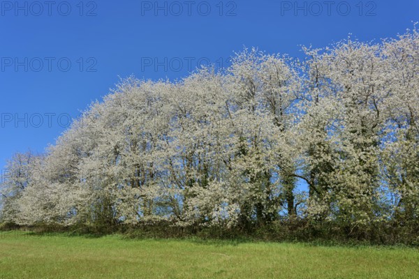 Row of blossoming cherry trees under a clear blue sky over a green meadow, Seckmauern, Lützelbach,