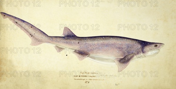 Broadnose sevengill shark, Notorynchus cepedianus, broadnose sevengill shark, fish, reproduction of