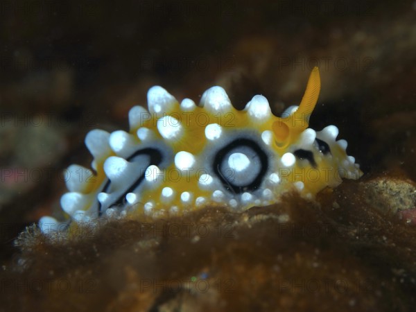Yellowish warty snail with contrasting black dots, eyespot warty snail (Phyllidia ocellata), dive