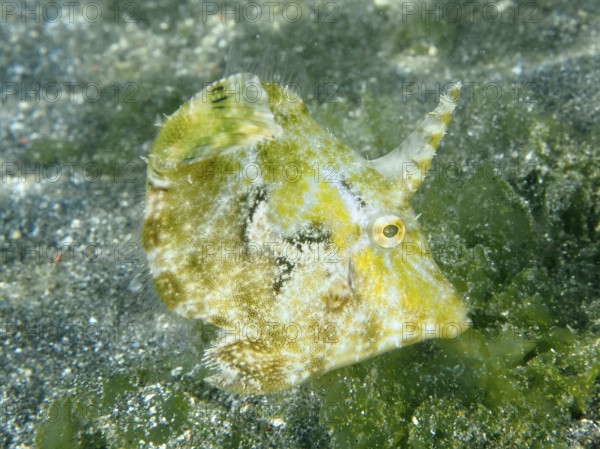 A seagrass filefish (Acreichthys tomentosus) with natural camouflage in the sand with green algae,