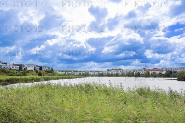Phoenix Lake Dortmund, green reeds in the foreground and to the side, houses in the background,