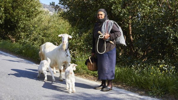 An elderly woman with three goats on a rural road, traditional clothing, sheep (e) or goat (n),