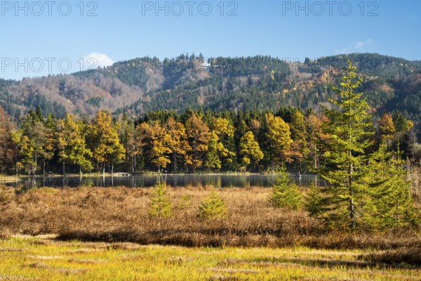 The Hengelesweiher pond in the Hengelesweiher nature reserve in autumn. The lake is surrounded by