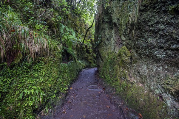 PR11 Vereda dos Balcões hiking trail to the Miradouro Balcoes viewpoint, Ribeiro Frio, Madeira,