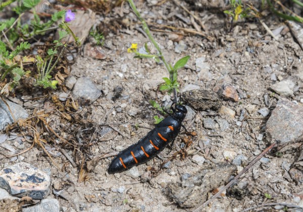 A black-orange beetle on an earthy substrate between small plants and stones, Beetle (Berberomeloe
