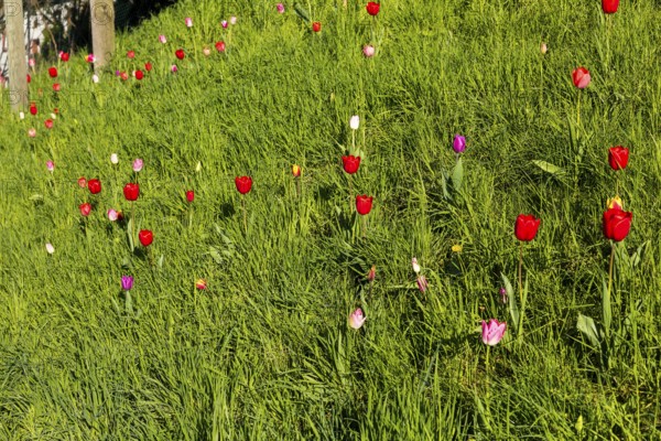 Tulips (tulpia) blooming in different colours in a meadow, spring in the Käbschütztal, Saxony,