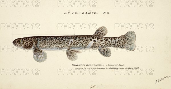 Galaxias brevipinnis, also called climbing galaxias, a freshwater fish of the genus Galaxias, fish,