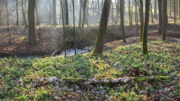 Early spring in the floodplain forest, spring snowflakes in bloom (Leucojum vernum), sun shining