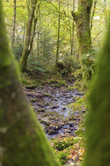 A stream flows through a densely overgrown, mossy forest, Monbachtal, Bad Liebenzell, district of