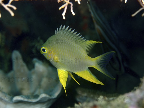 A Golden damselfish (Amblyglyphidodon aureus) swimming in front of corals in the sea, surrounded by