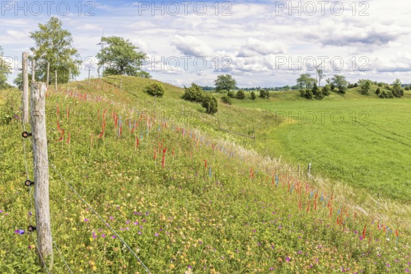 Esker with flowering wildflowers and marking flags for feather grass (Stipa pennata) in a nature