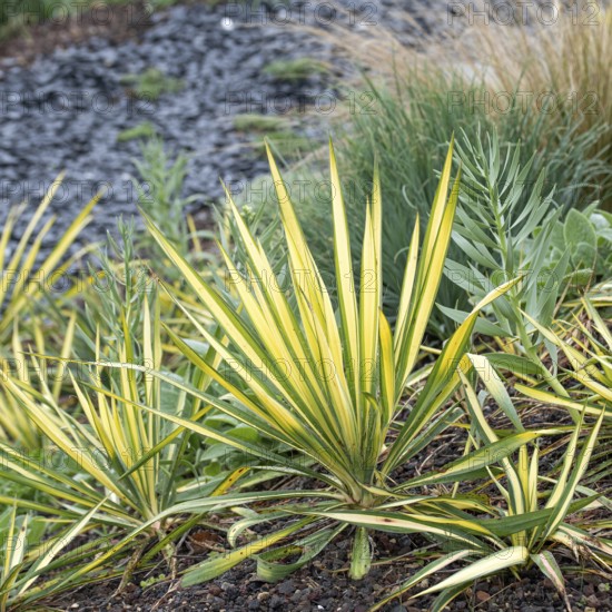 Palm lily (Yucca filamentosa 'Bright Edge'), IGA 2017 Berlin, Germany