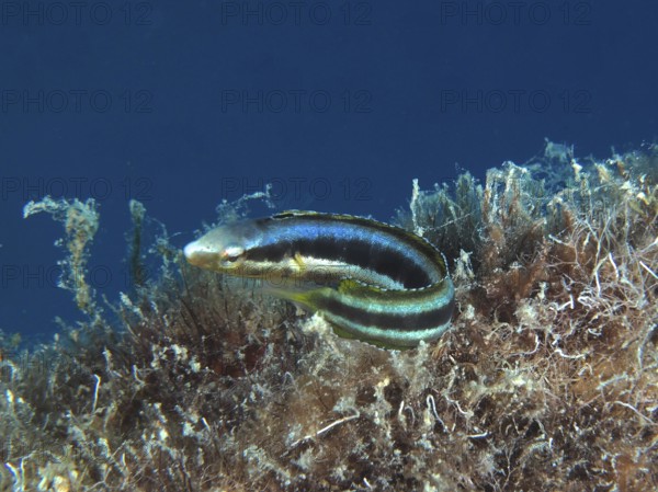 Dussumier's sabretooth blenny (Aspidontus dussumieri), female, dive site House Reef, Mangrove Bay,