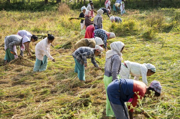 Group of women harvesting rice paddy, in a rice agricultural field, in Bokakhat, India, on 1