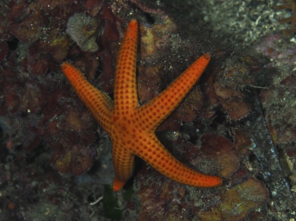 Orange-coloured starfish (Hacelia attenuata) on the seabed in a diverse underwater landscape, Les