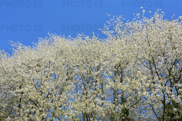 Dense blossom sky above the treetops under a clear blue sky, cherry tree, Seckmauern, Lützelbach,