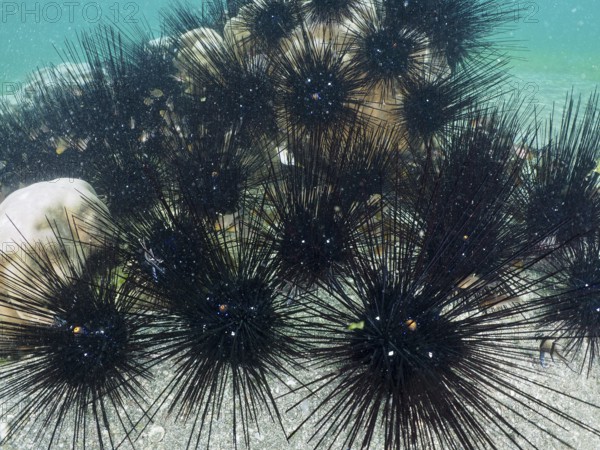 Arbacia lixula with long spines, Diadem sea urchin (Diadema setosum), in the sea, dive site Secret