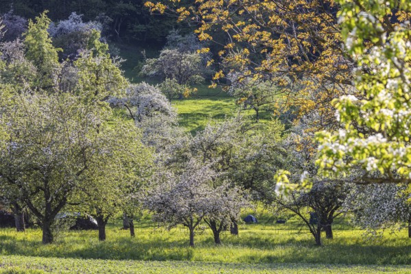 Blossoming fruit trees on the Albtrauf of the Swabian Alb. Erkenbrechtsweiler, Baden-Württemberg,