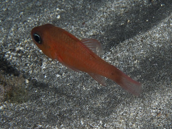 A red mullet king (Apogon imberbis) swimming close to the sandy bottom of the sea, dive site Playa,