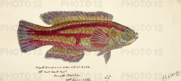 Patrician wrasse, the senator wrasse, the green parrotfish or the purplebanded wrasse, Pictilabrus