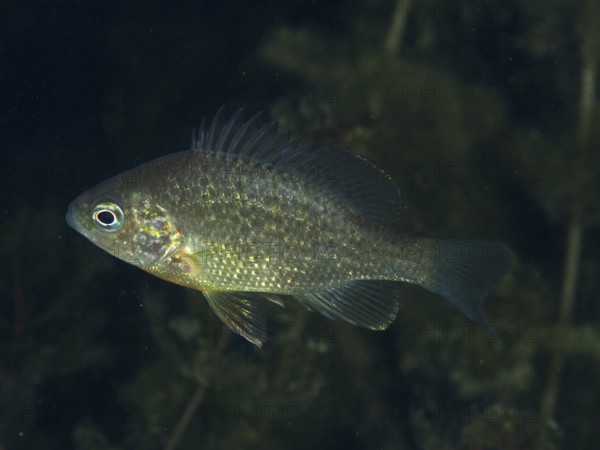 A shiny pumpkinseed sunfish (Lepomis gibbosus) swimming through aquatic plants at night, dive site