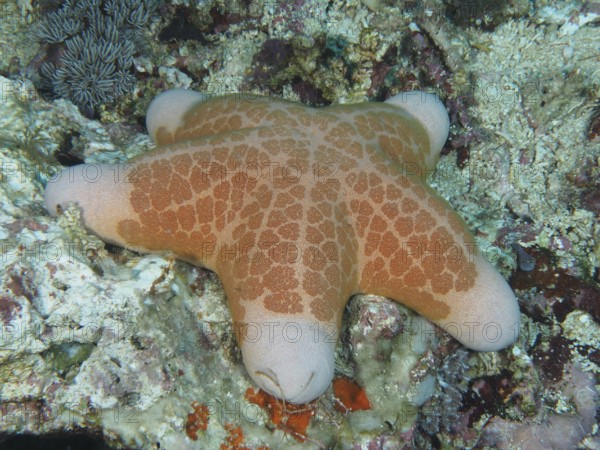 Starfish with orange-coloured patterns, granulated roller star (Choriaster granulatus), on coral