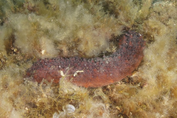Variable sea cucumber (Holothuria forskali), dive site marine reserve Cap de Creus, Rosas, Costa