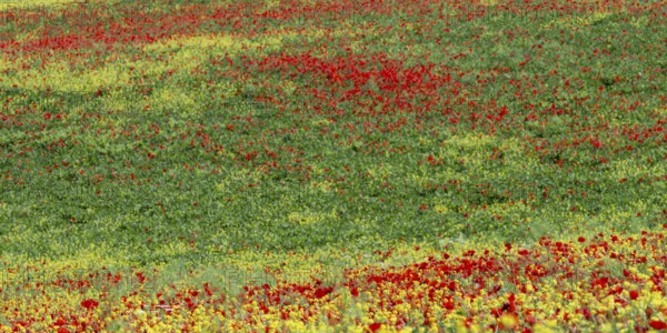 Poppy meadow (Papaveraceae) and flowering yellow broom (Genista tinctoria), landscape around San