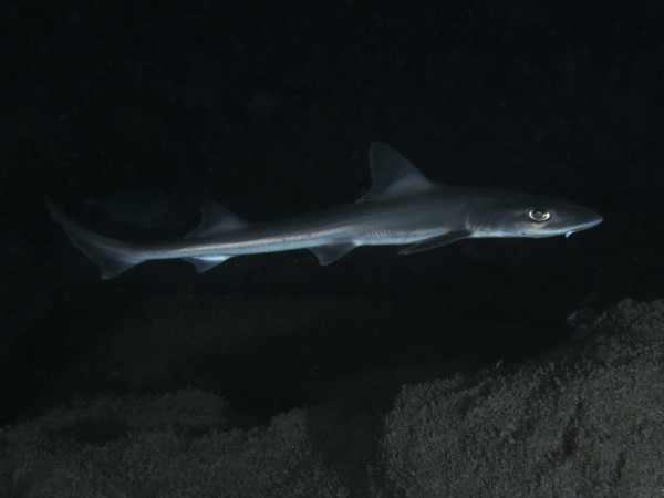 An elegant Common smooth-hound (Mustelus mustelus) swims in the dark, deep sea, dive site Playa,
