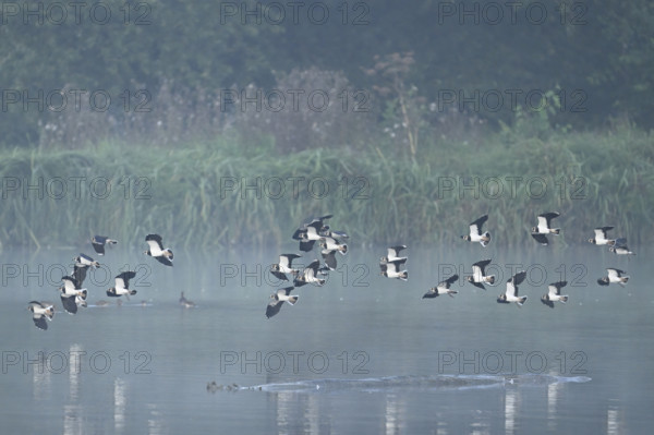 Lapwings (Vanellus vanellus), flying, flying over the Flachsee, nature reserve Reusstal,