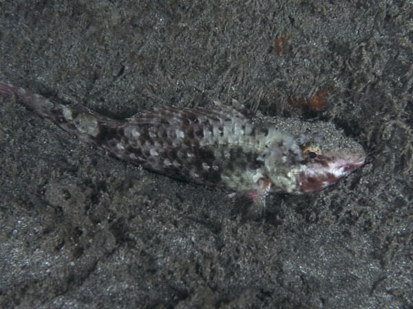 A well camouflaged Mediterranean parrotfish (Sparisoma cretense) resting on the sandy seabed at