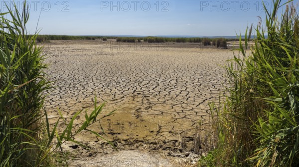 Heavily desiccated soil of Lake Neusiedl, Lake Neusiedl-Seewinkel National Park, Illmitz,