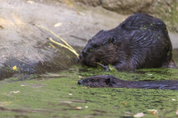 Two North American beaver or Canadian beaver, Castor canadensis, swimming through a pond covered