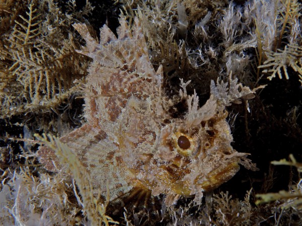 Camouflaged fish with spiny texture, Feathered scorpionfish (Scorpaena grandicornis), among algae