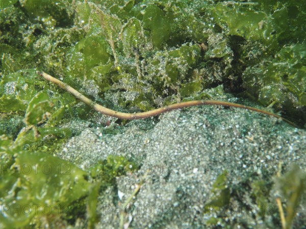 An elongated sea creature, spiny-snouted sea needle (Halicampus spinirostris), sea needle, hidden