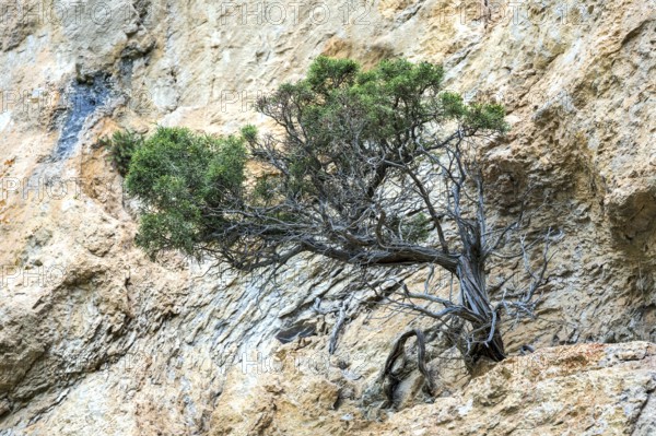 Mountain pine (Pinus mugo) growing in rock face, Trevans gorge, Gorges de Trévans, near Estoublon,