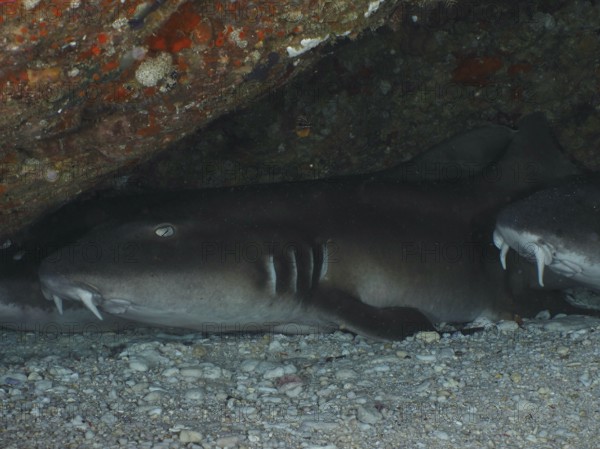 A Brownbanded bamboo shark (Chiloscyllium punctatum) resting under a rock on the seabed in a calm