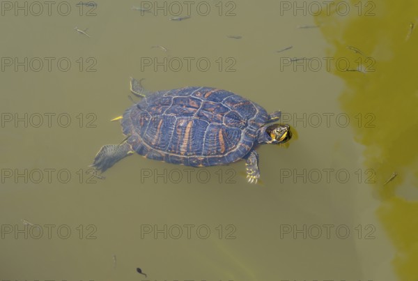 Turtle swimming in murky water, turtles, Caspian turtle (Mauremys caspica), turtle lake Mavrobara,