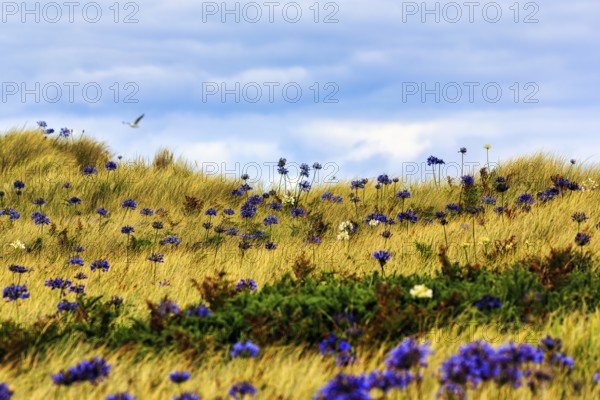 Dune Landscape, Blue and White lilies of the nile (Agapanthus), Love Flowers, Isle of Tresco, Isles