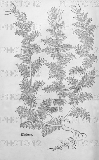 Broomwort, Sophia (Descurainia sophia), woodcut by Leonhart Fuchs, from New Kreüterbuch, neues