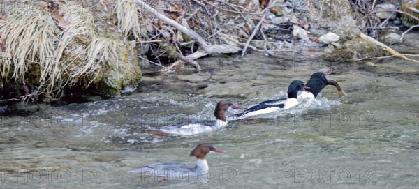 Male and female common mergansers (Mergus merganser) hunting for rainbow trout in the Kieferbach,